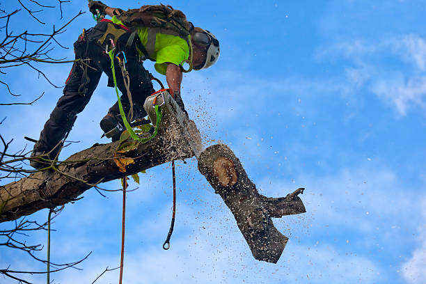 Best Tree Removal  in Blountsville, AL