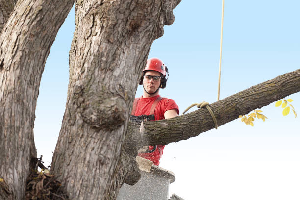 Best Utility Line Clearance  in Blountsville, AL